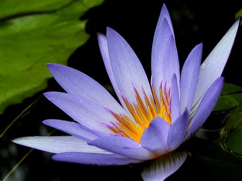 lotus flower images - HD Desktop Wallpapers | 4k HD