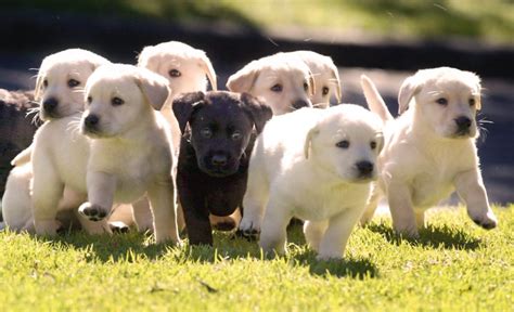 Dog Breeding The Joys And Challenges Of Doing This Successfully