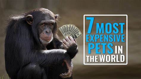 10 Most Expensive Pets In The World Petmoo