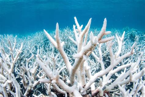 Why Is The Great Barrier Reef Dying What Is Going Wrong And Is There