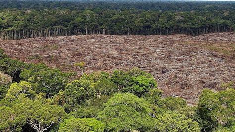 Deforestación Causas Consecuencias Y Qué Podemos Hacer Para Evitarlo