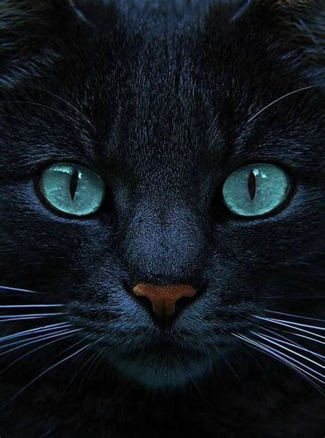 Love Those Eyes Black Cats With Blue Eyes Are Awesome Blue Is The