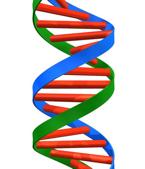 Dna Clipart Free Download On Clipartmag