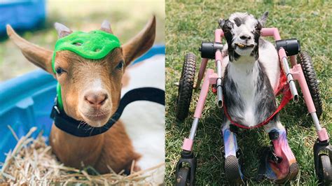 Goats Of Anarchy Is Rescuing And Rehabilitating Goats With Disabilities In New Jersey Abc7 Los