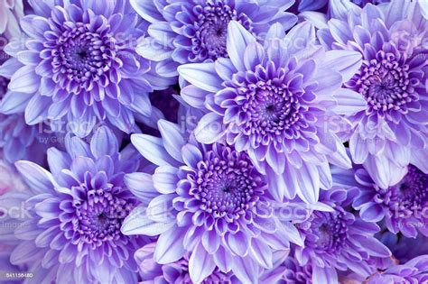 Beautiful Purple Chrysanthemum Flowers Background Stock