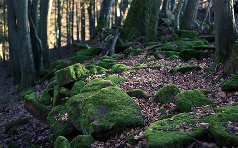 Wallpaper Landscape Rock Moss Green Wilderness Jungle Stream