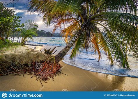 Puerto Viejo Costa Rica Palm Tree On A Caribbean Beach At Sunset