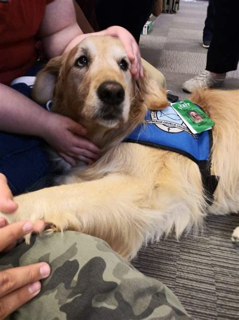 Pet Therapy On Craigslist Joplin Find Support And Comfort From Other Animal Lovers