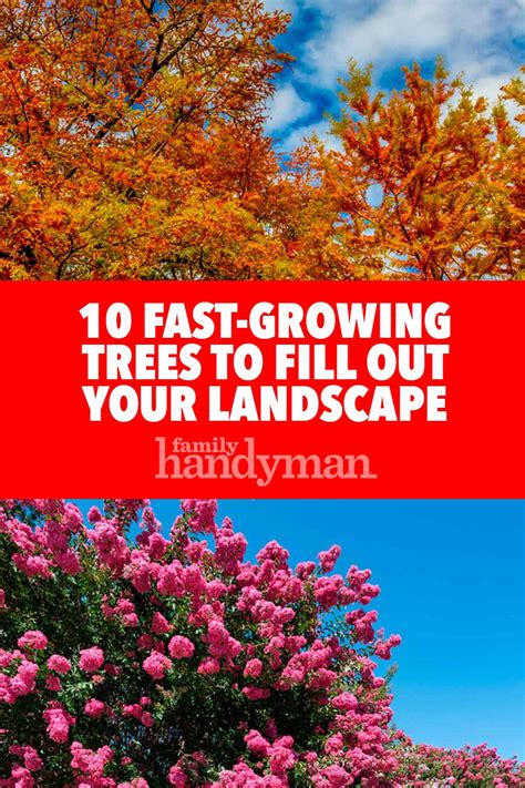 10 Fast Growing Trees To Fill Out Your Landscape Fast Growing Trees Landscaping Tips Growing