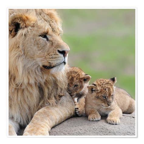 Junge Löwen Poster Online Bestellen Posterloungede