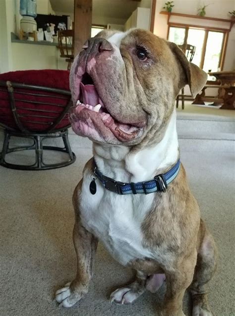 American bulldogs are very protective of their masters and. American Bulldog Rescue - 501C3 Not-for-Profit Dog Rescue ...