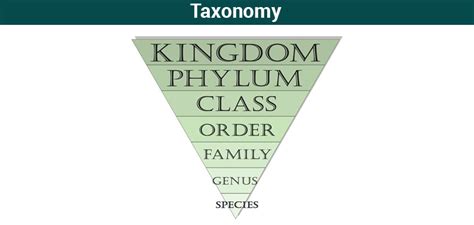 What Is Taxonomy Examples Levels And Classification Byjus