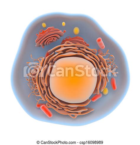 Structure Of The Human Cell Illustration Showing The Internal