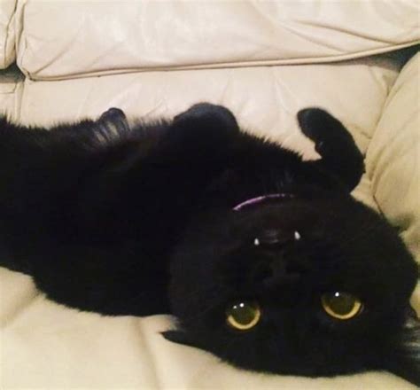 17 Incredible Black Cat Pictures Great Pet Living