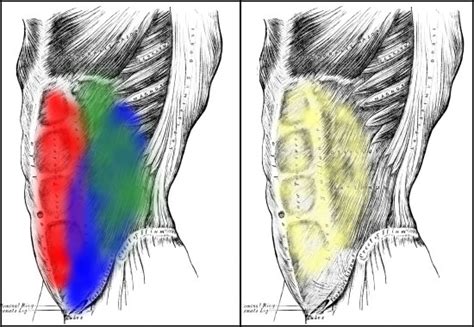 The four main abdominal muscle groups that combine to completely cover the internal organs include: Abdominal Muscle Anatomy: How Abs Are Put Together