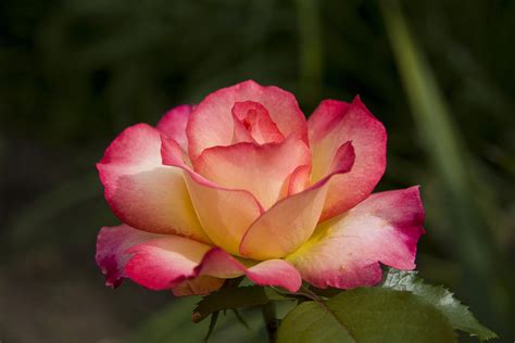 Rainbow Sorbet Rose Photograph By Joanne Mckinnon Fine Art America
