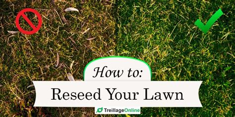 Over time, lawns that have not been. How To Overseed or Reseed Your Lawn The Right Way?