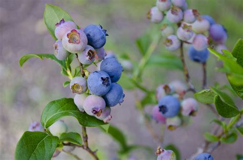 Biloxi Blueberry Plant For Sale Southern Highbush Blueberries