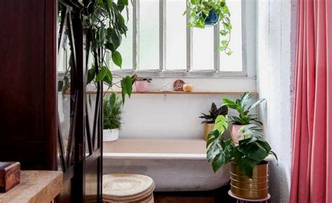 Plantas para banheiro espécies que trazem mais frescor ao ambiente