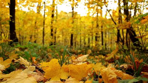 Close Up On Falling Autumn Leaves Stock Footage Video 3633509