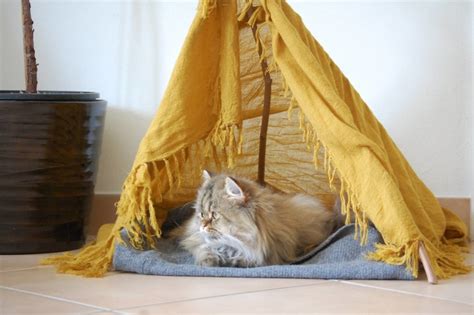 11 Diy Cat Tent And Teepees You Can Make Today With Pictures Excited Cats