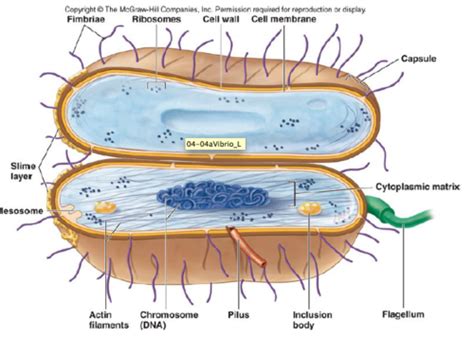 micr 200 chapter 4 functional anatomy of prokaryotic and eukaryotic cells flashcards quizlet