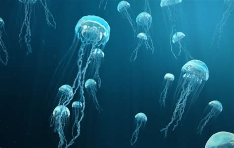 The Top 10 Most Dangerous Jellyfish Youll Encounter On A Travel Trip