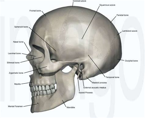 Lateral View Of Human Skull Anatomy With Annotations Y
