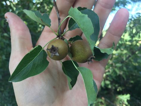 Many trees that produce cones (conifers) are evergreens while many flowering plants are deciduous. Wild fruit identification? | Deer Hunter Forum