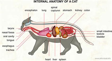 Cat Dissection Digestive System