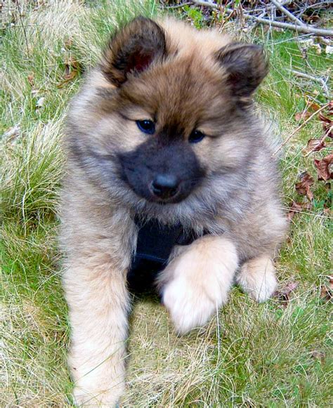 Eurasier Puppies For Sale In Ohio Exquisite Eurasier United States