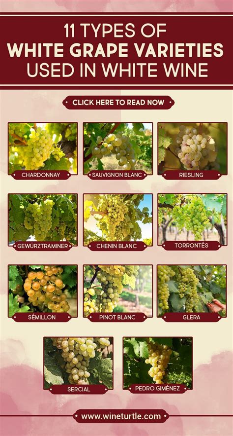 17 White Wine Grapes Explained Varieties And Characteristics White