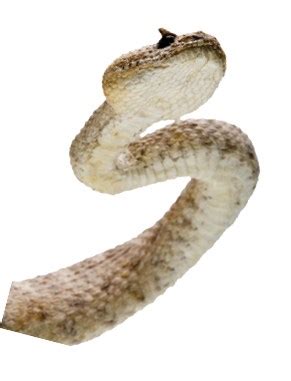 Here in southern arizona we have dangerous critters, including bears, mountain lions, rattlesnakes & scorpions. Man Accused of Murdering Mom Over Bed Bugs - PCT - Pest ...
