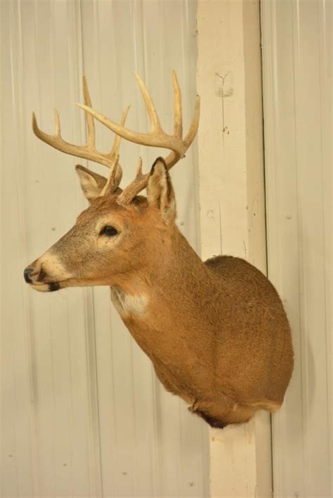 Sold Price 10 Point Whitetail Deer Shoulder Mount Invalid Date Cst