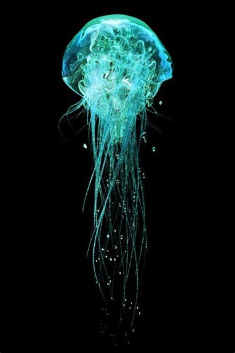 Australian Box Jellyfish Chironex Fleckeri Artofit