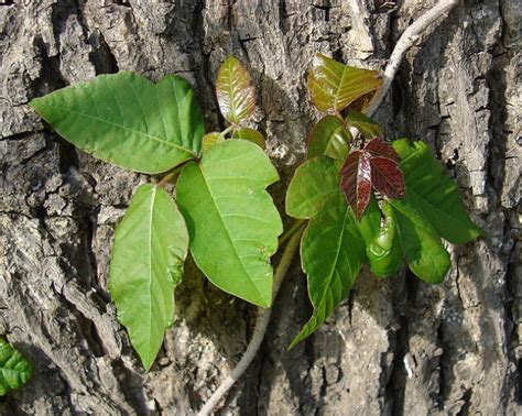 A Poison Ivy Primer Smithsonian Institution