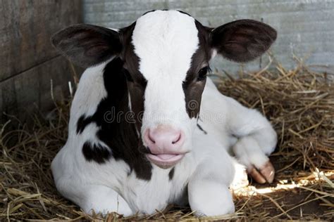 Veal Stock Photo Image Of Breeding Dairy Baby Farmer 57823814