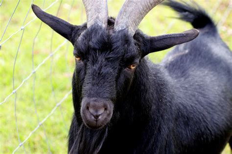 Black Goat Breeds That Add Character To Your Herd