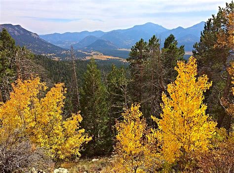 Aspens In Rocky Mountain National Park Colorado Rocky Mountain