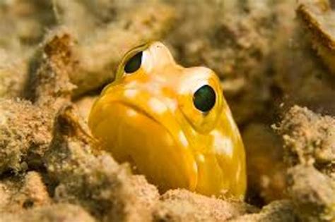 Top 10 Weirdest Deep Sea Creatures Owlcation Educatio