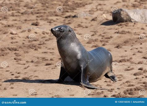 Baby Brown Seal In Cape Cross Namibia Stock Image Image Of Carnivore