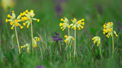 Cowslip Primula Veris British Wildflowers Woodland Trust