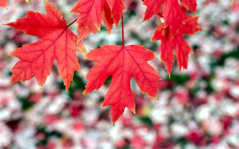 Red Maple Leaf Drbeckmann