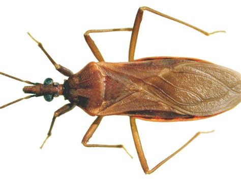 More images for hard shell bugs that bite » What you should know about Arizona's 'kissing bug'