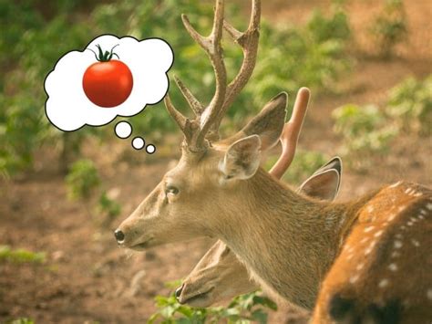 How To Keep Deer From Eating Tomato Plants