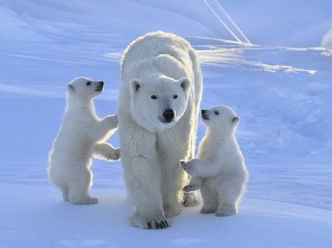 Polar Bear Arctic Tundra