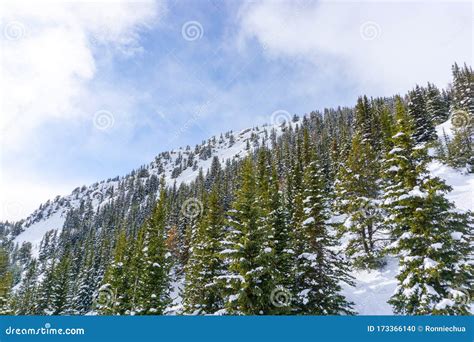 Snow Covered Pine Trees On Mountain At Lake Louise In Banff National