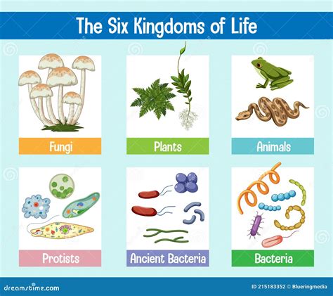 Science Poster Of Six Kingdoms Of Life Stock Vector Illustration Of