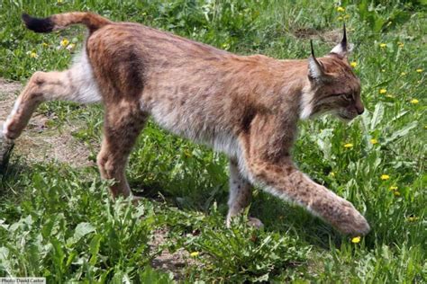 Eurasian Lynx Facts Pictures Video And In Depth Information