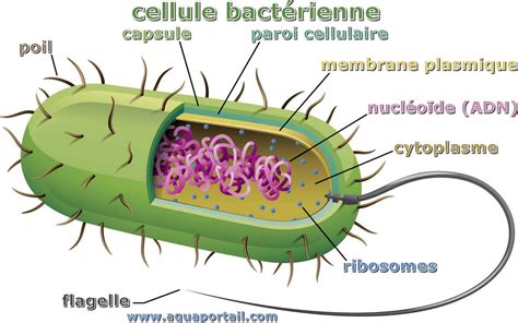 Cellule Bactérienne Définition Et Explications